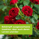 Lizetan Zierpflanzen- & Rosen-Spray von 500 ml-750 ml