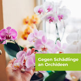 Lizetan Orchideen-Spray AF 500 ml saugende Schädlinge