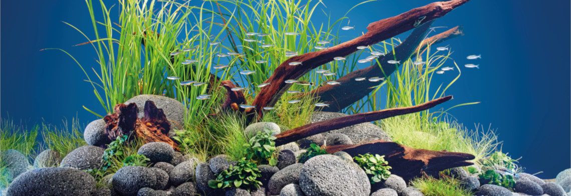 Japankoi Aquaristik